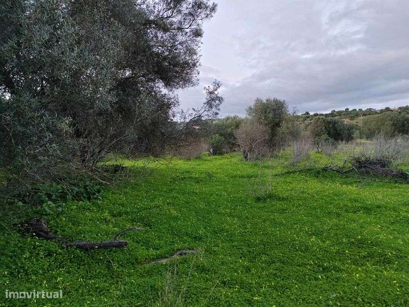 Arrendo Terreno rustico em Boliqueime - Grande imagem: 4/9