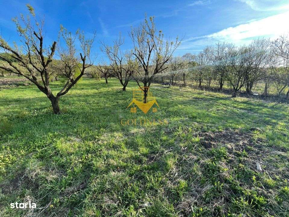 Tren Soporului Intravilan ,5500 MP Utilitati,  Oportunitate - Imagine principală: 3/10