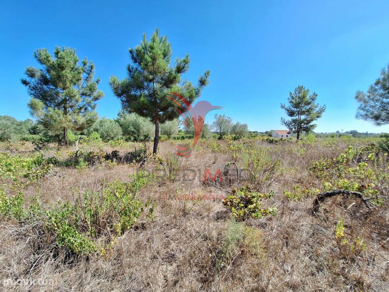 Terreno rústico, situado no Alto do Vale de Santarém - Grande imagem: 2/16