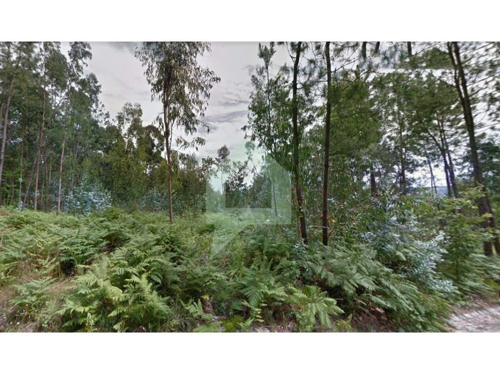 Bouça em Figueiredo-Braga - Grande imagem: 3/5