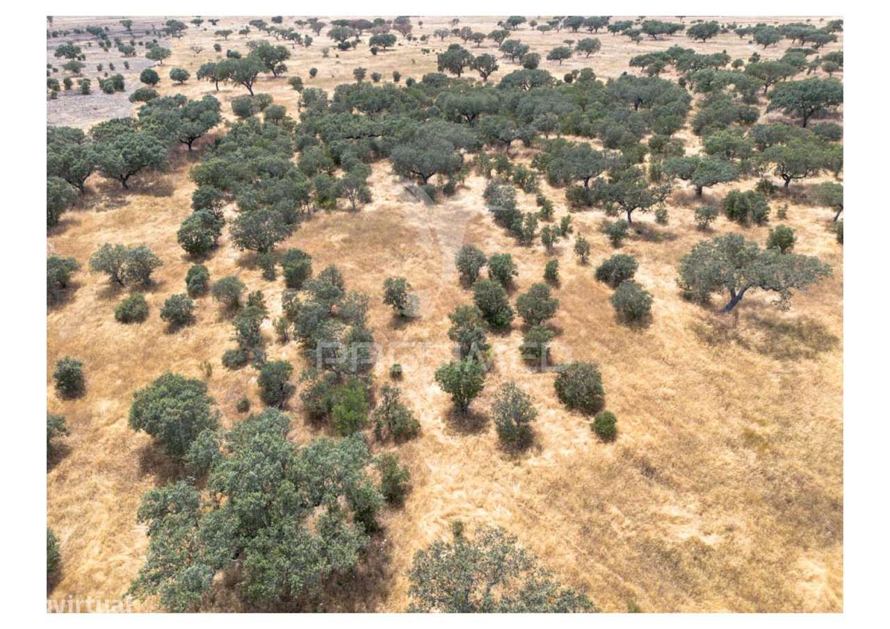 Terreno Rústico de 10,95 Hectares à Venda –Monte Juntos , Freguesia... - Grande imagem: 5/21