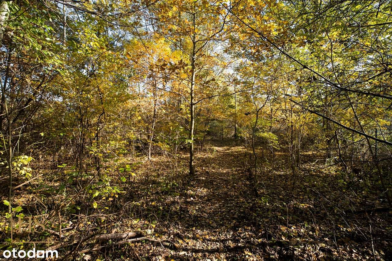 Działka budowlana w otulinie drzew/Żabia Wola/ 35 min do Warszawy-5