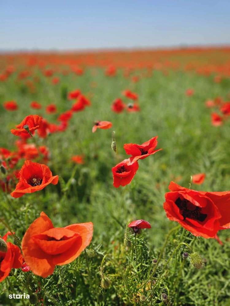 Teren, 3 000 m²,  - Imagine principală: 1/1