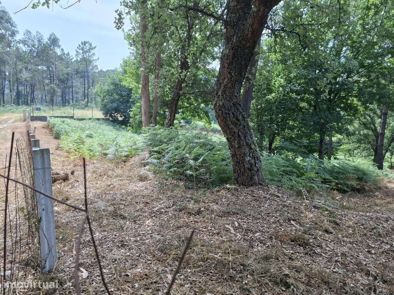 Terreno c/ projeto - Vale de Cambra-5