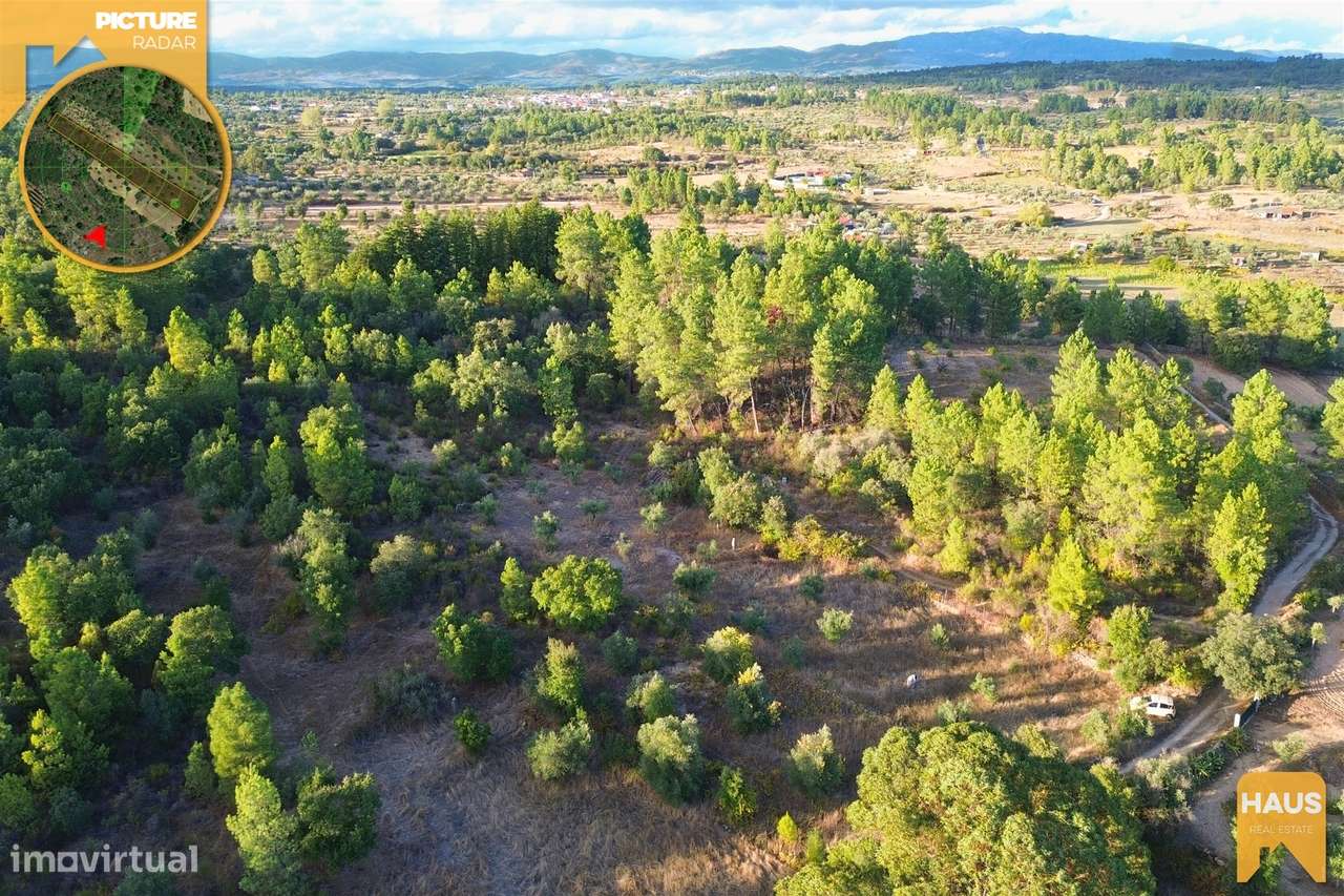 Terreno Rústico 2.300m² c/ Muros de Pedra – Juncal do Campo-19