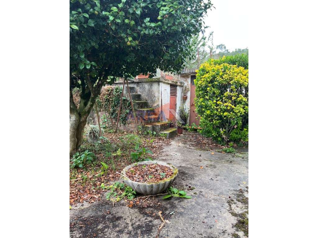 Oportunidade: 2 casas + artigo rústico com 2,0648 ha, perto de Oliv...-30