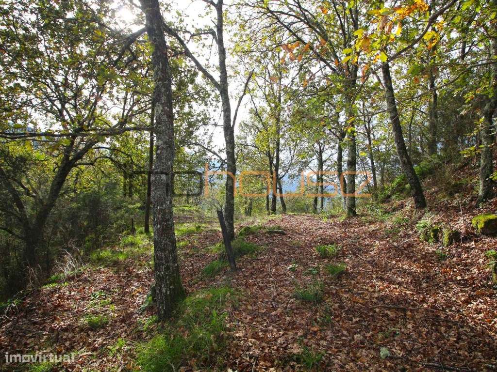 Quinta isolada - Amarante-24