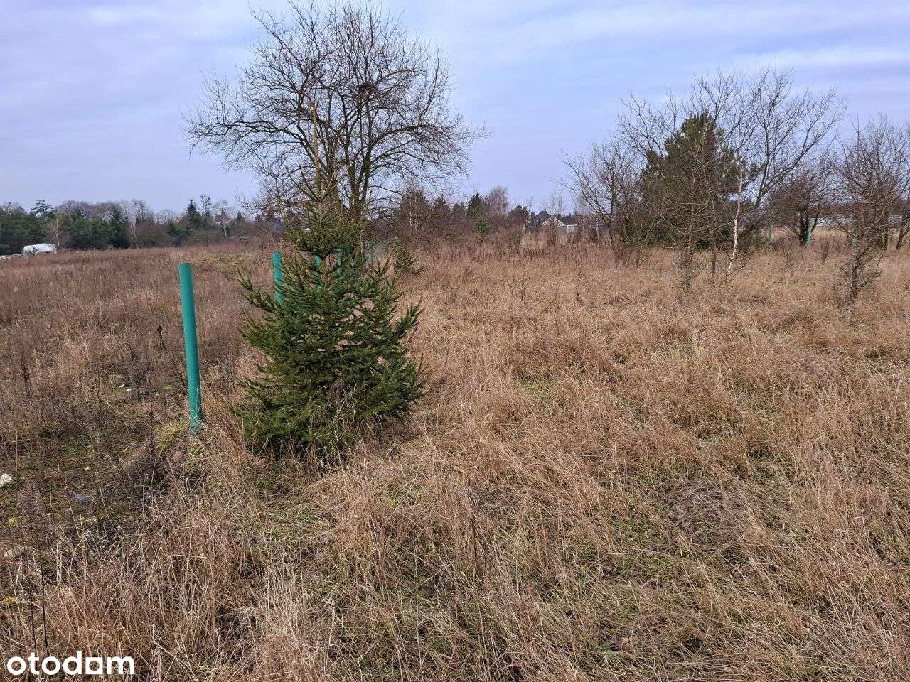 Sprzedam CZTERY działki budowlane Pniewy, pow. szam. - Pełny obrazek: 4/11