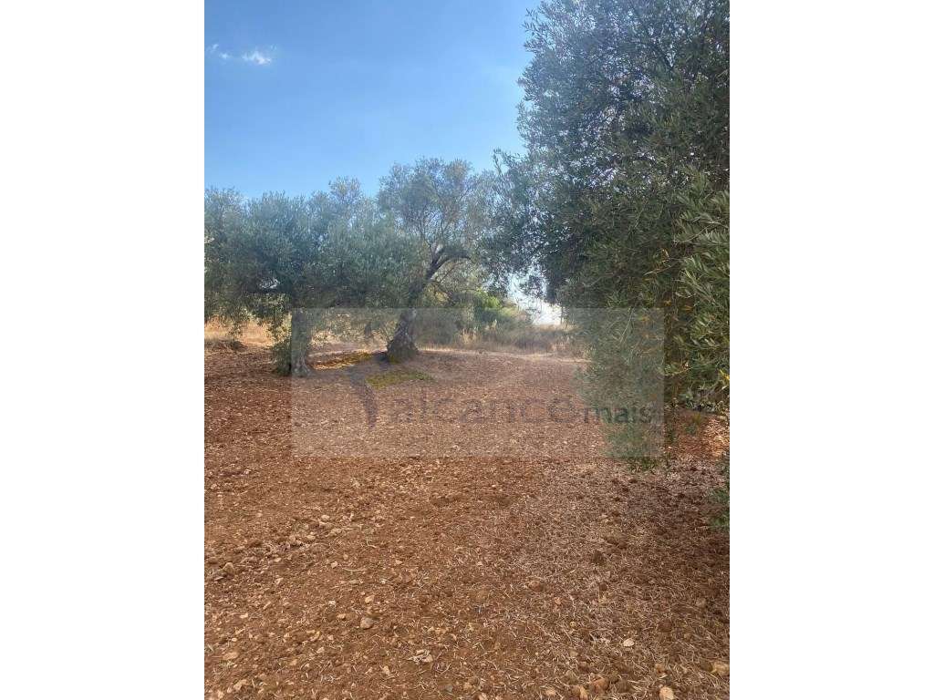 Quintinha Agricola em Vila Nova de São Bento-8