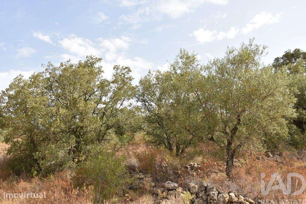 Terreno em Areias e Pias de 5640,00 m2 - Grande imagem: 5/30