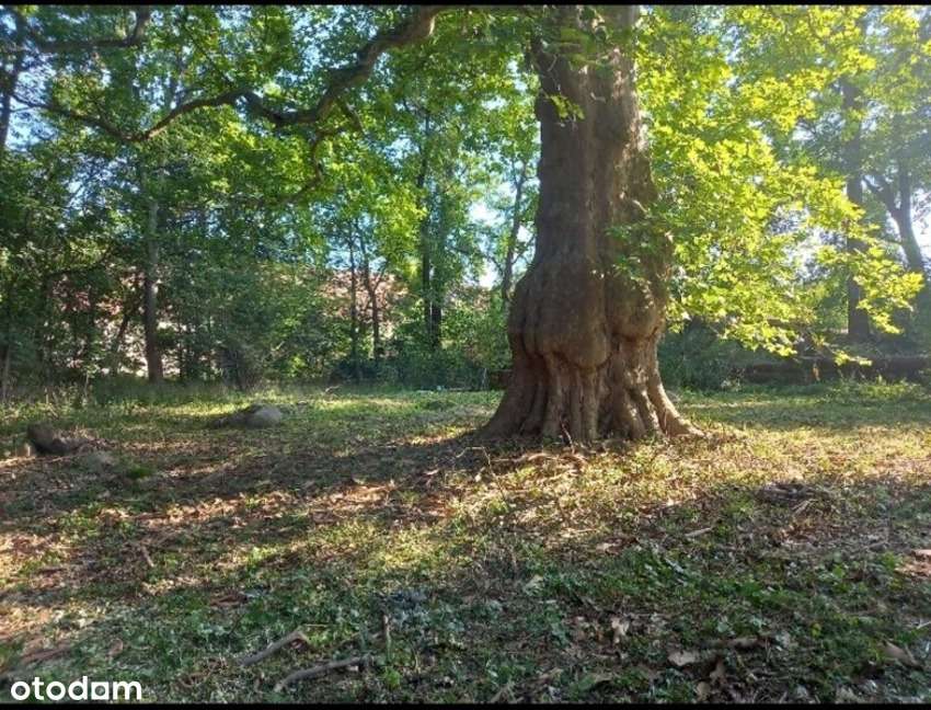 Wyjątkowa,1-ha działka z domem do renowacji 10min od Legnicy i Lubina - Pełny obrazek: 4/8
