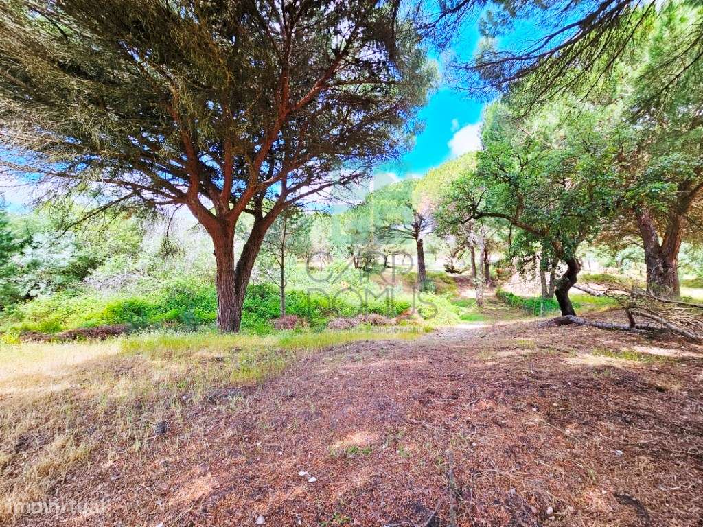 Lote de Terreno de 33.300m2, com lagoa, na Mata do Duque 1, Santo E...-15