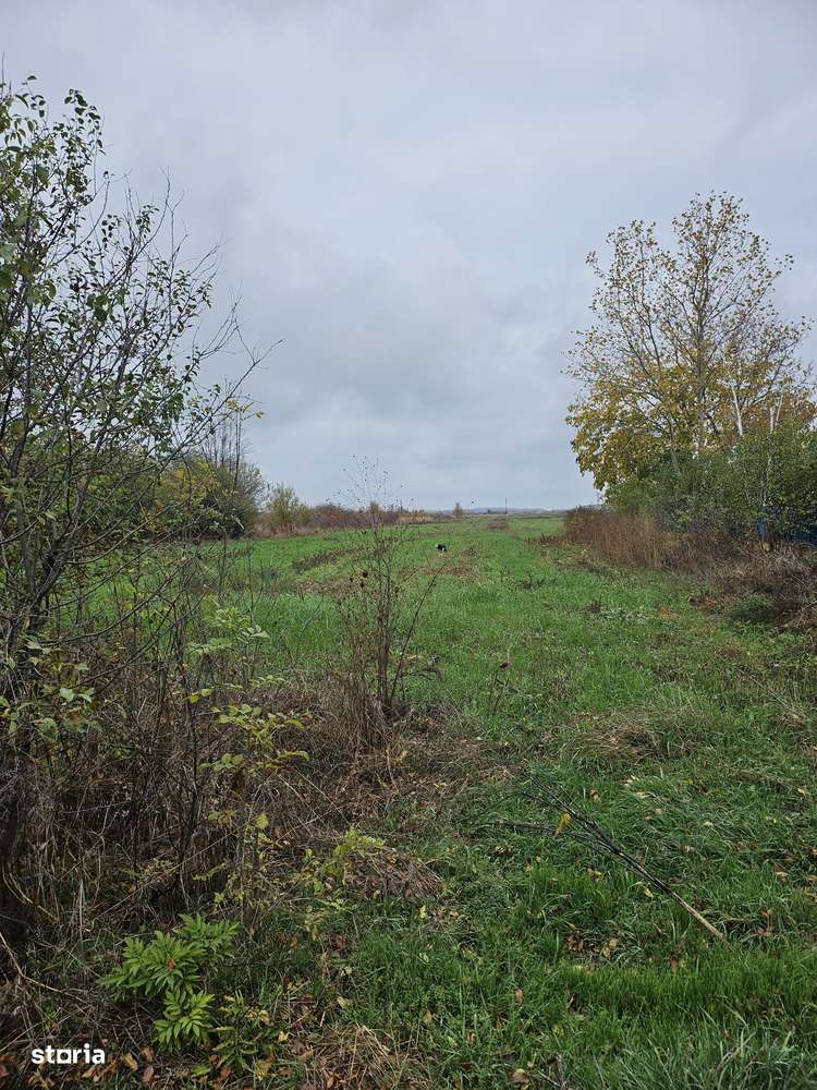 Butimanu Jud. Dambovita, teren intravilan si extravilan-1