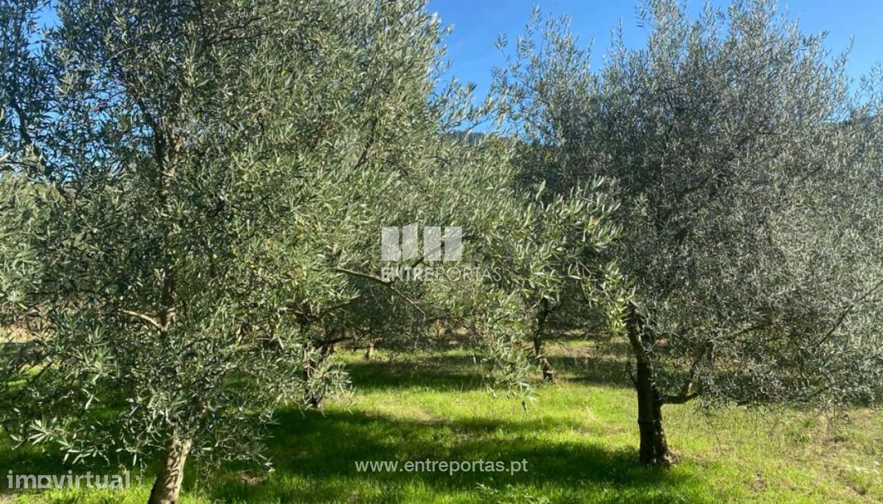 Venda Terreno, São Cristóvão de Nogueira, Cinfães - Grande imagem: 3/29