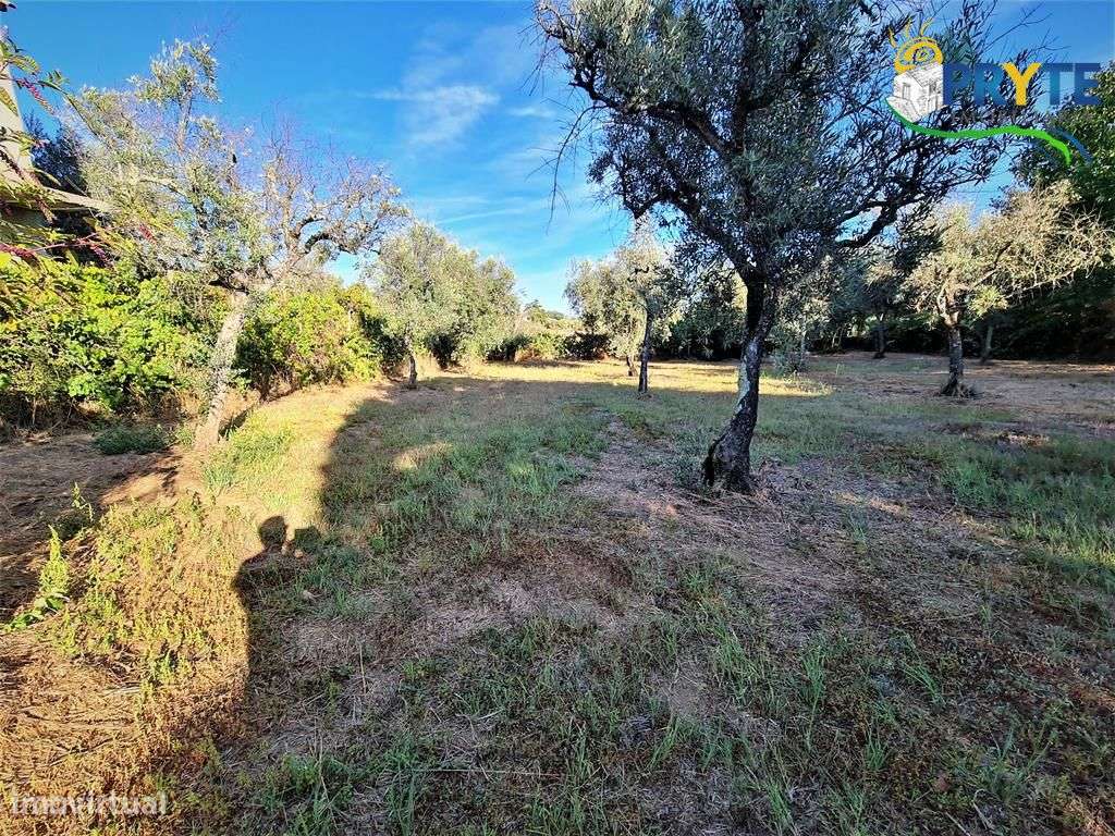 Quintinha de 3350 metros quadrados situada perto da Vila da Sertã - Grande imagem: 5/31