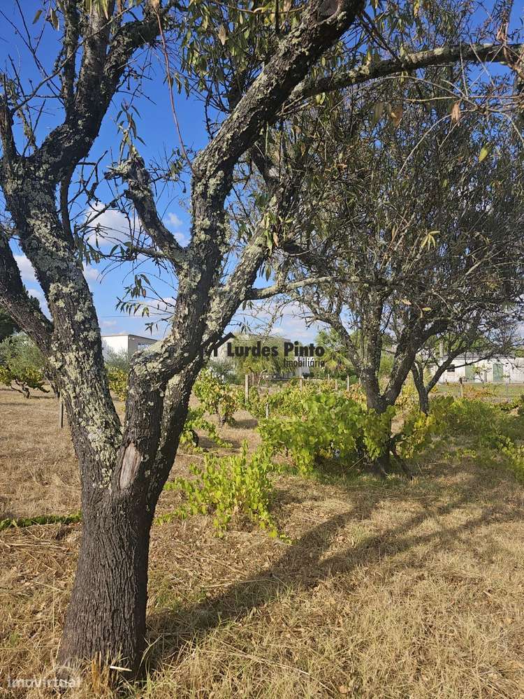 Quinta com moradia-8