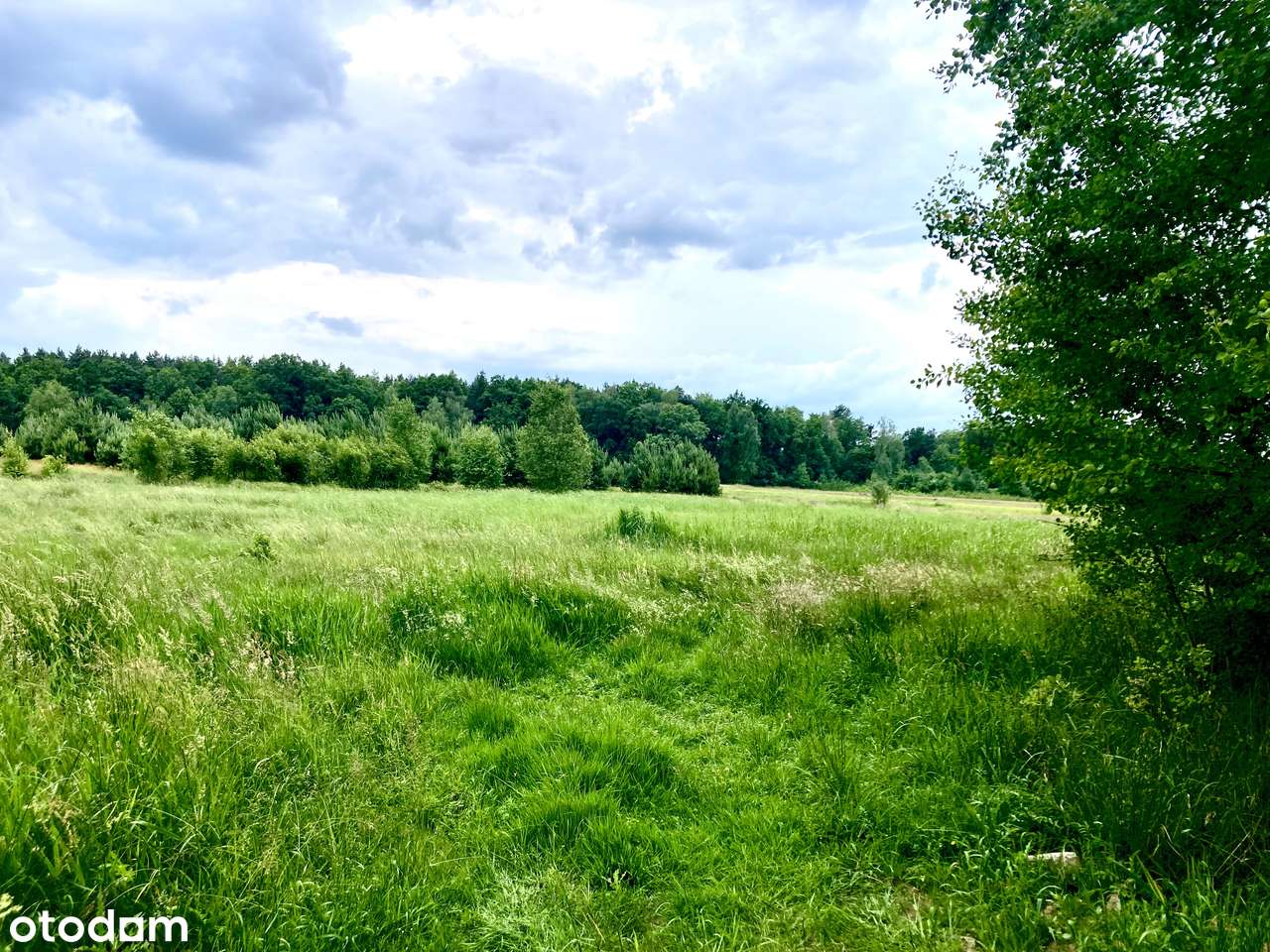 Działka rolna Kiełpin Zielona Góra - Pełny obrazek: 1/8