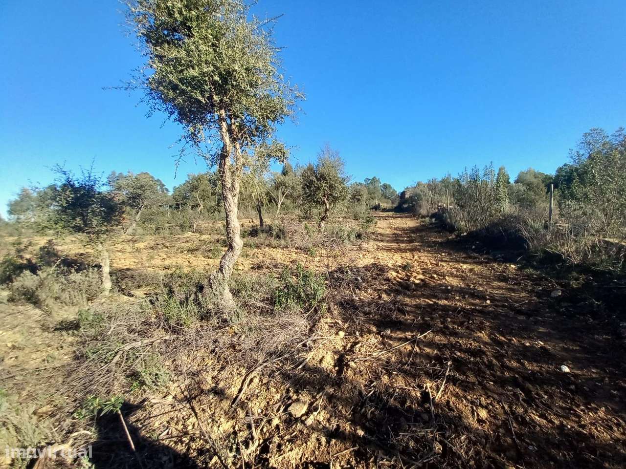 Quintinha com 15.540m2 Sarnadas de Ródão - Grande imagem: 5/19