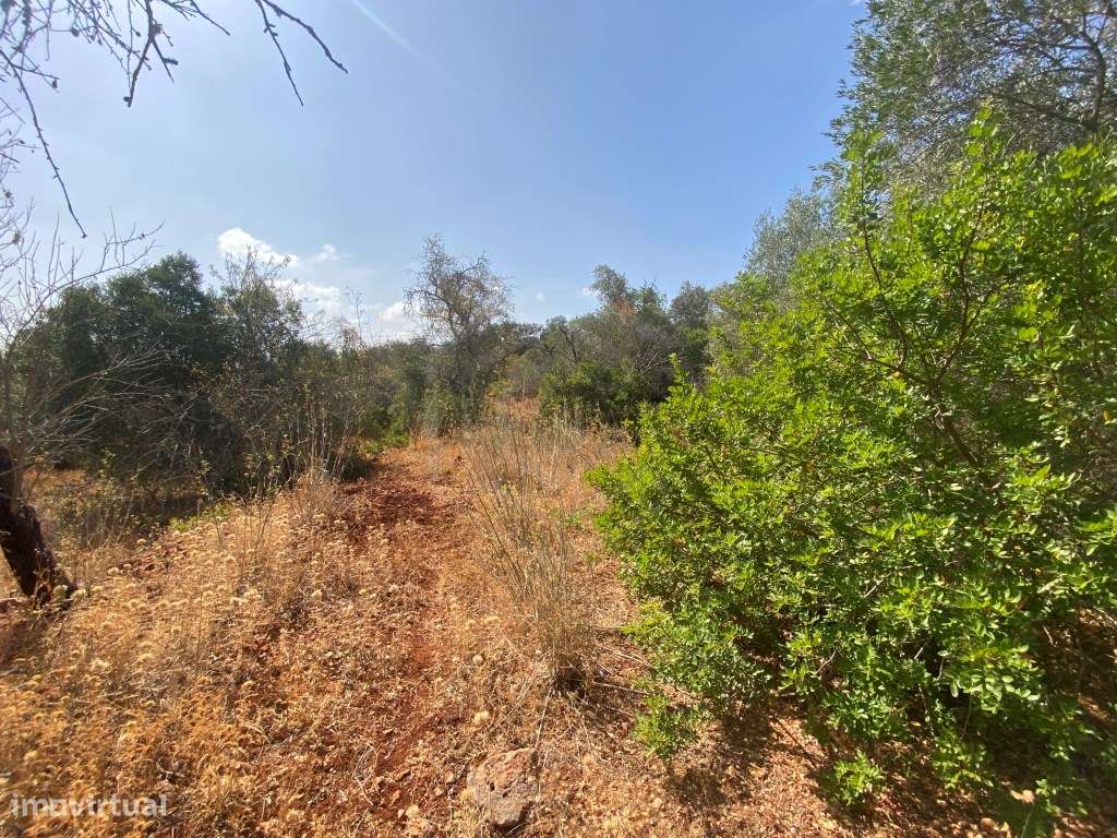 Lote de Terreno Rústico no Serro dos Passarinhos, Loulé, Algarve - Grande imagem: 4/11