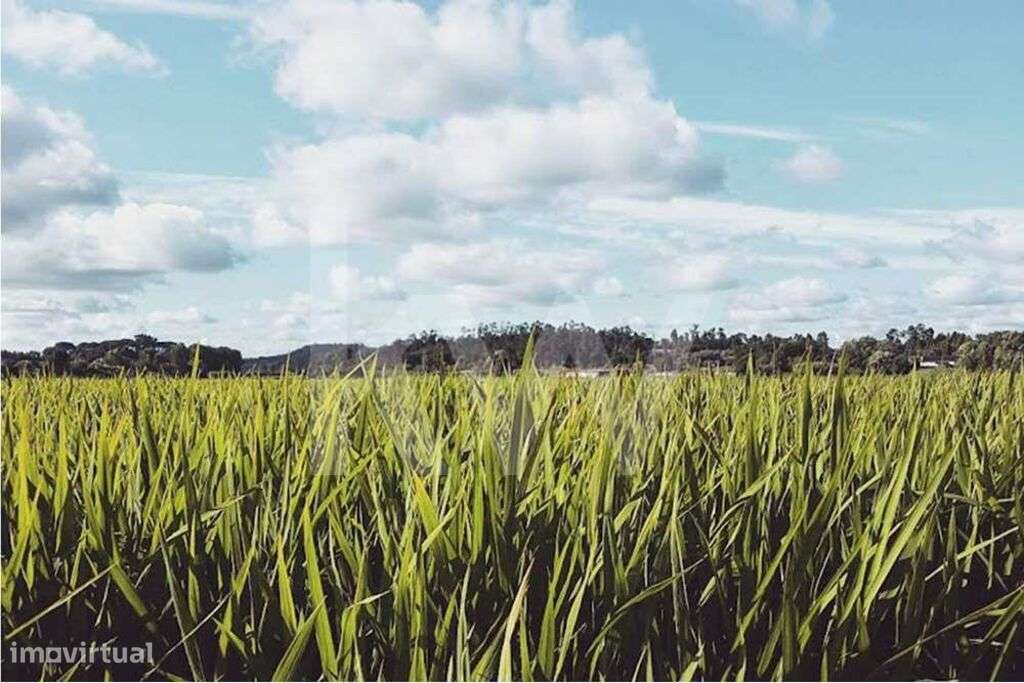 Terreno em  Zona Residencial  R1| 3324 m2 | São Facundo | 8 km do Cent - Grande imagem: 5/9