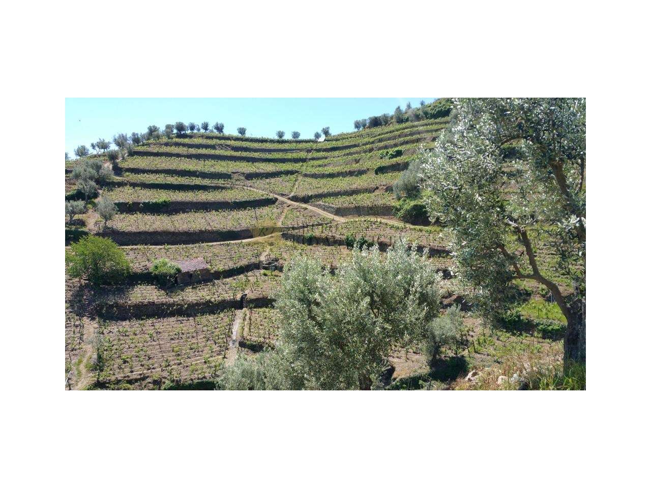 Quinta em Santa Marta de Penaguião - Vila Real - Grande imagem: 4/6