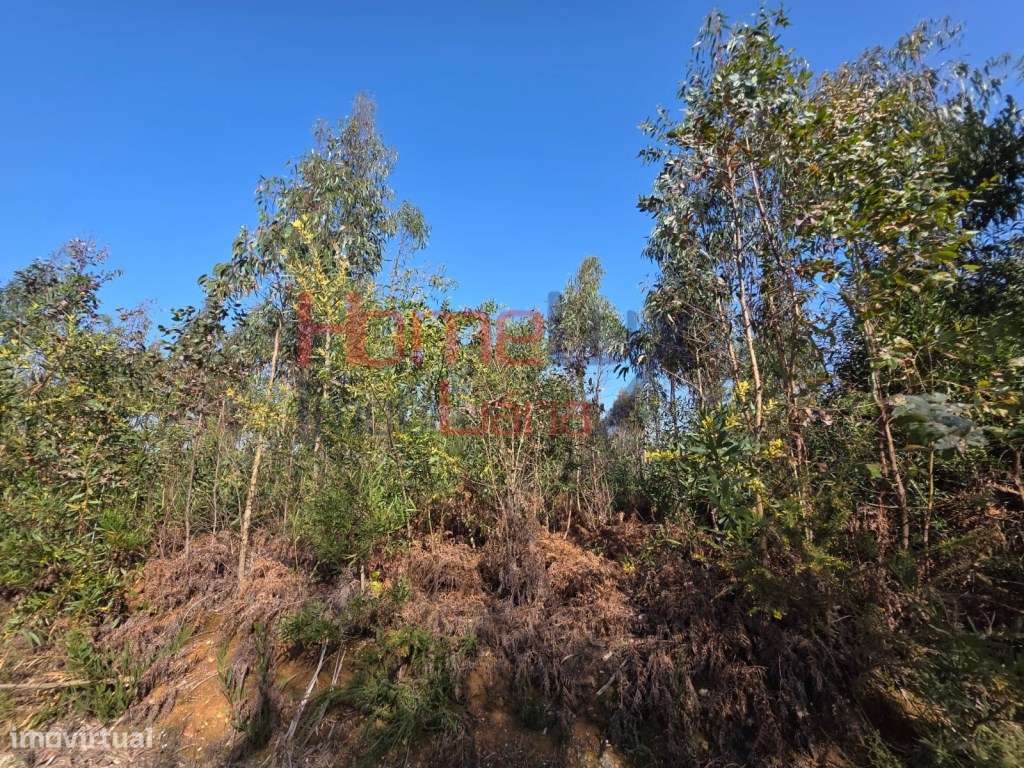 Terreno na zona industrial de Albergaria-a-Velha-4