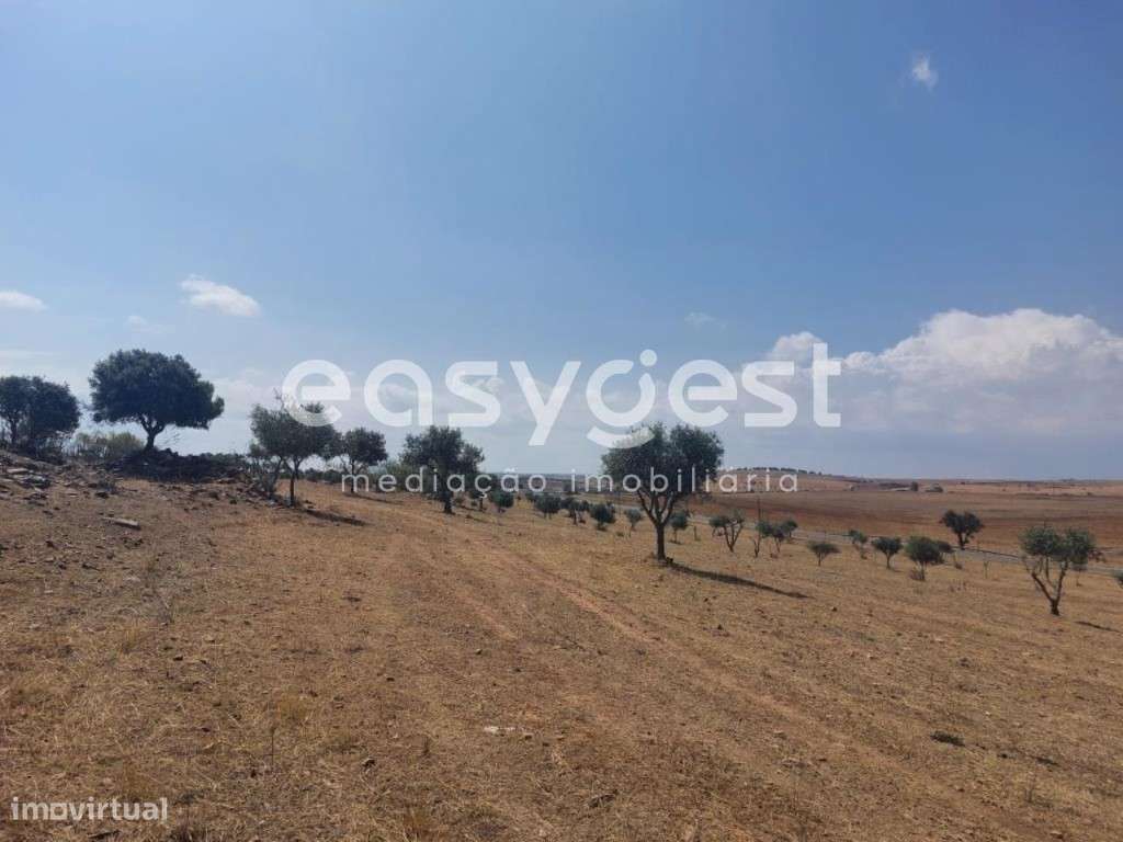 Terreno Rústico com 34.750m2 localizado na freguesia de Alcaria Ruiva - Grande imagem: 4/20