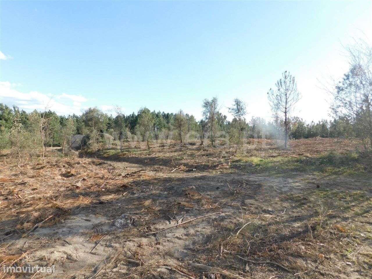 Quintinha / Fundão, Cortiçada - Grande imagem: 2/12