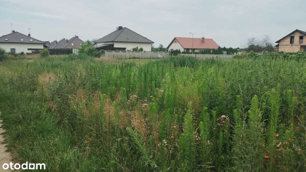 Dom do remontu z działką 1724m2 w Dąbczu - Pełny obrazek: 5/7