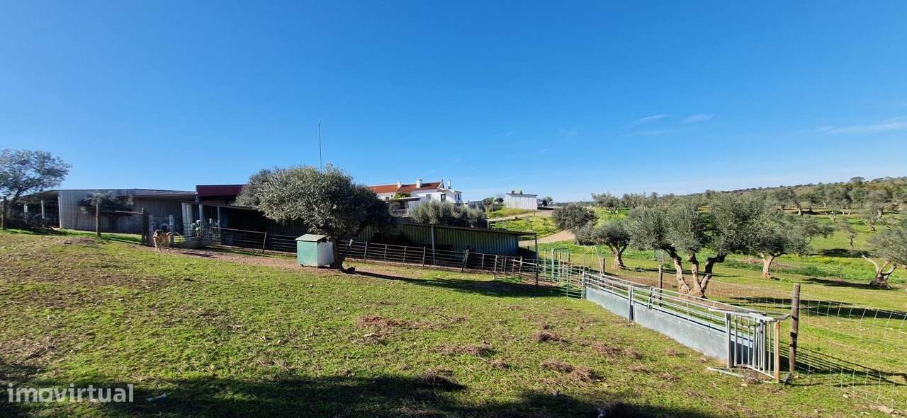 Herdade de 62 Hectares no Coração do Alentejo – Évora  - Agricultura --27