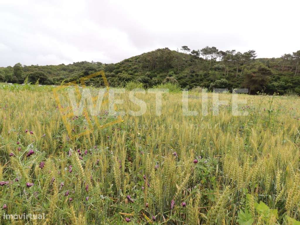 Terreno Rústico/ Agrícola de 3500m2 - Ericeira - Grande imagem: 5/17