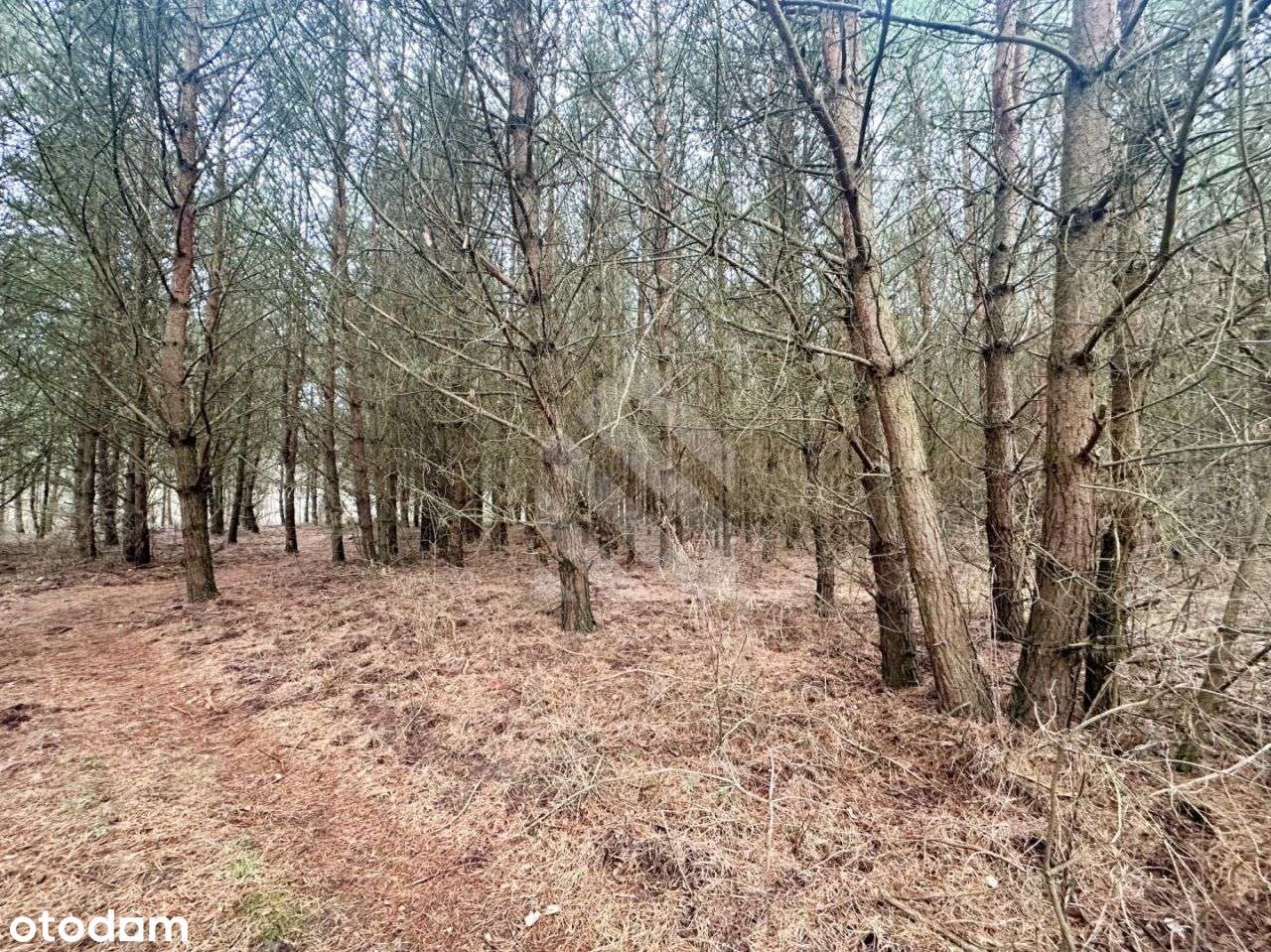 Działka budowlana z linią brzegową Brdy! Piaski! - Pełny obrazek: 3/7