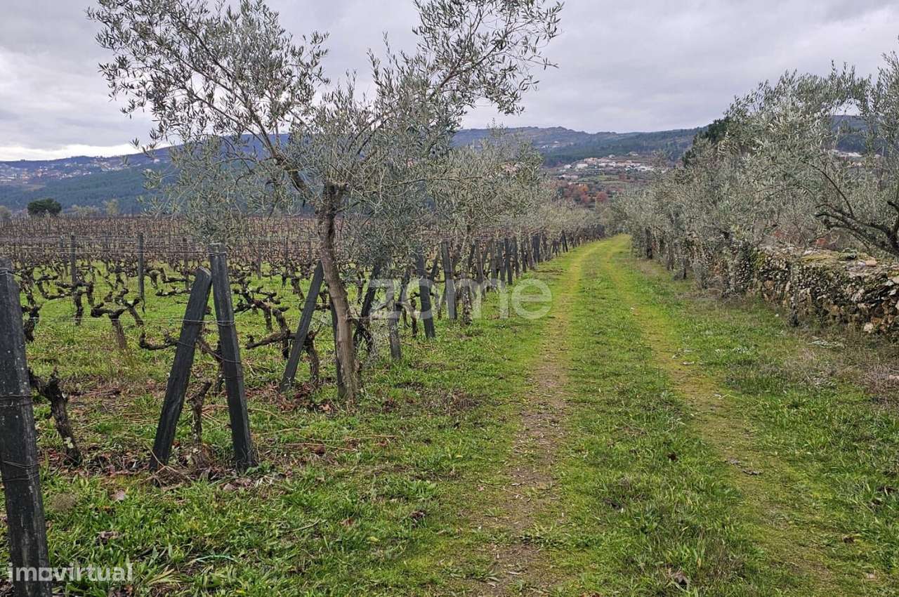 Terreno Agrícola – 22.800 m² – Vilar de Maçada, Alijó-13