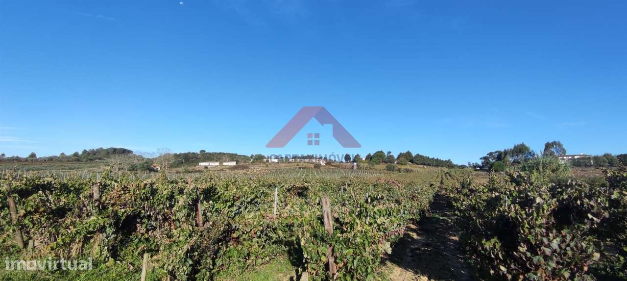 Terreno  Venda em Cartaxo e Vale da Pinta,Cartaxo - Grande imagem: 2/23