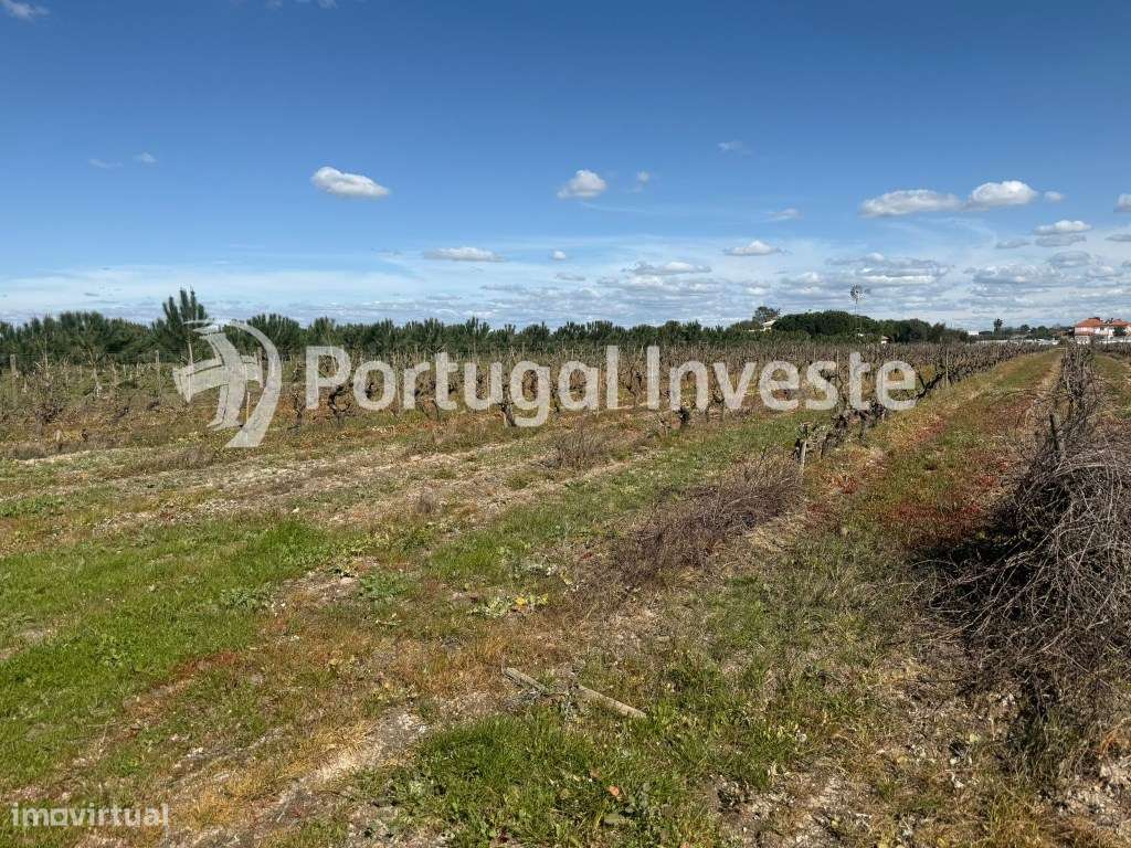 Terreno Rústico na Zona Lau - Palmela. Zona alcatroada. Terreno vedado - Grande imagem: 4/7