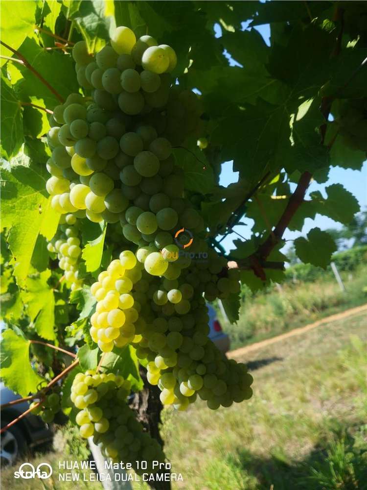 Afacere Investitie Vie 4 Hectare 40 km de Oradea - Imagine principală: 4/5