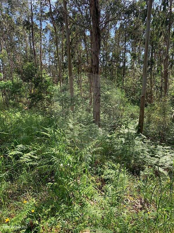 Terreno  para venda - Grande imagem: 4/10