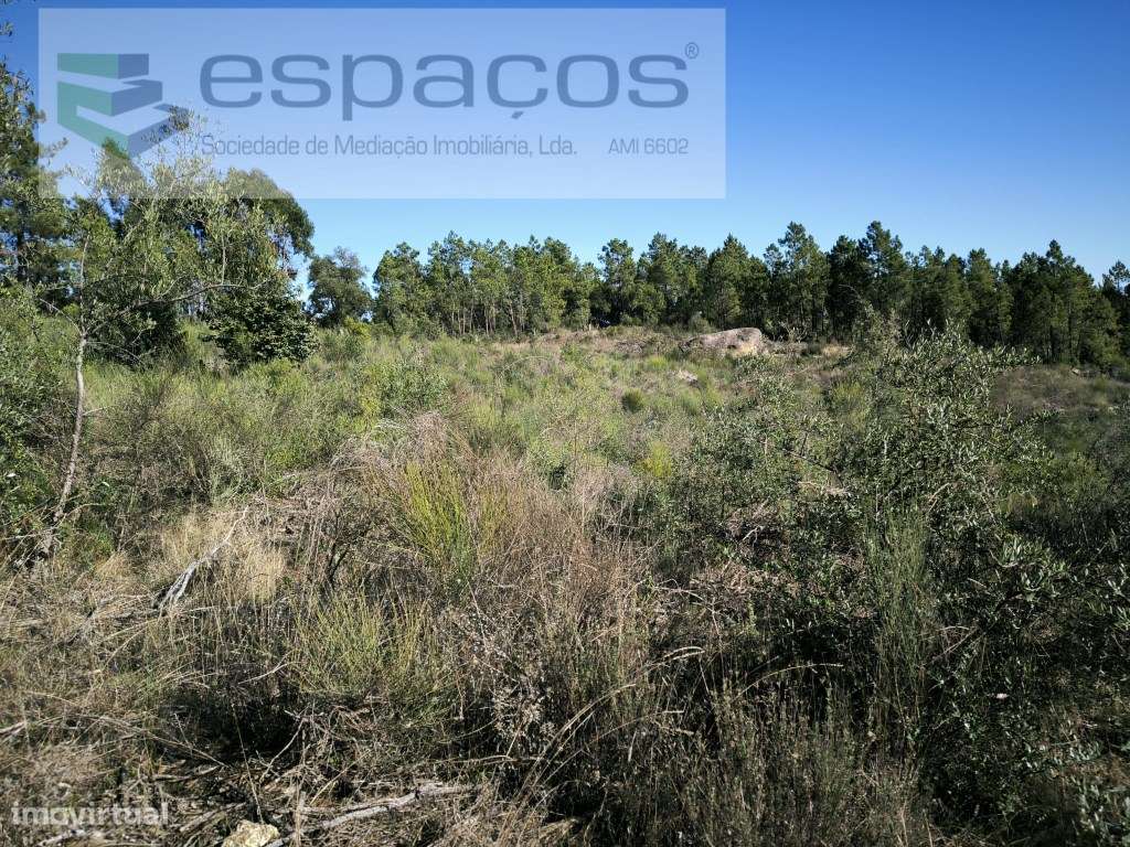 Terreno rústico com sobreiros - Salgueiro do Campo - Grande imagem: 5/8