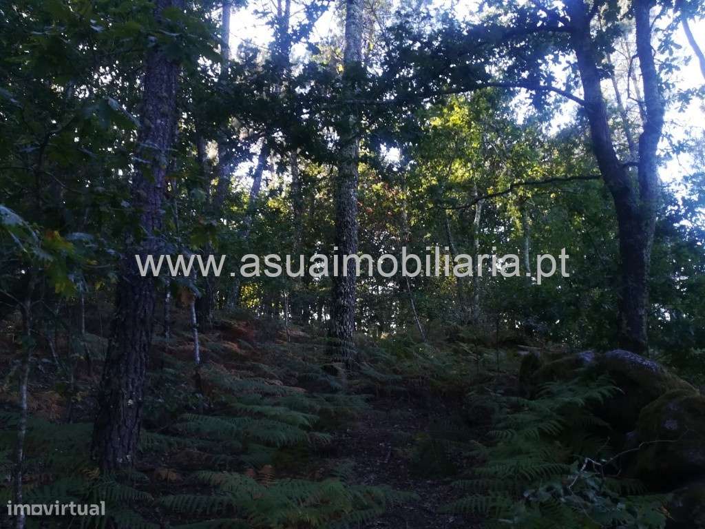 Bouça - Torre - Grande imagem: 4/5