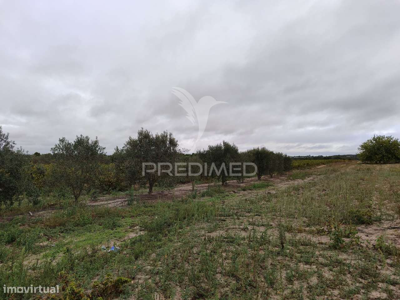 Vinha 2.5 he com Oliveiras  Furo a 1 hora de lisboa - Grande imagem: 4/5