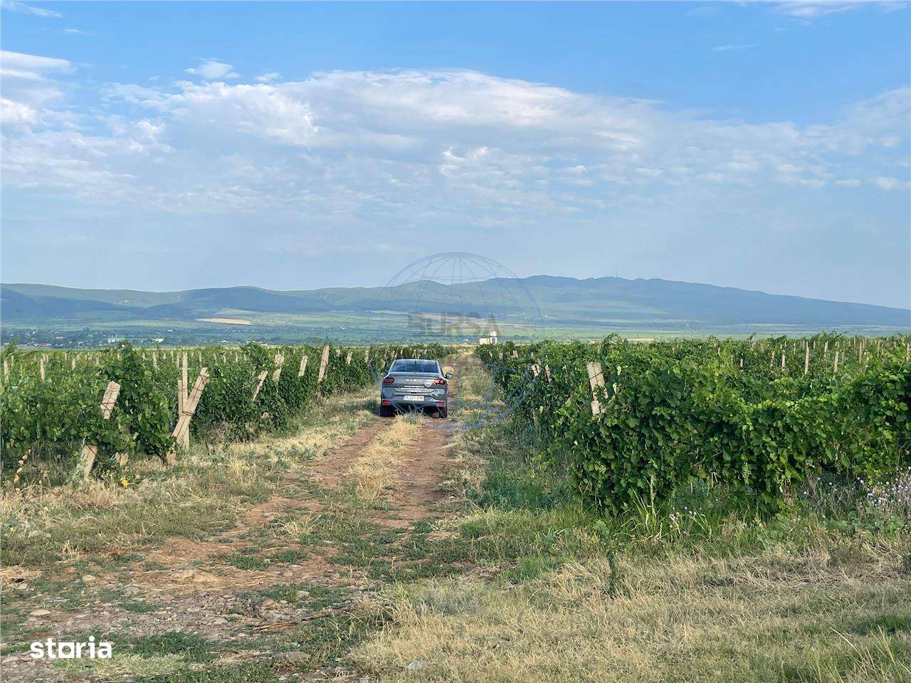 VIE DE  VANZARE ,  BOLOTESTI - Imagine principală: 1/1