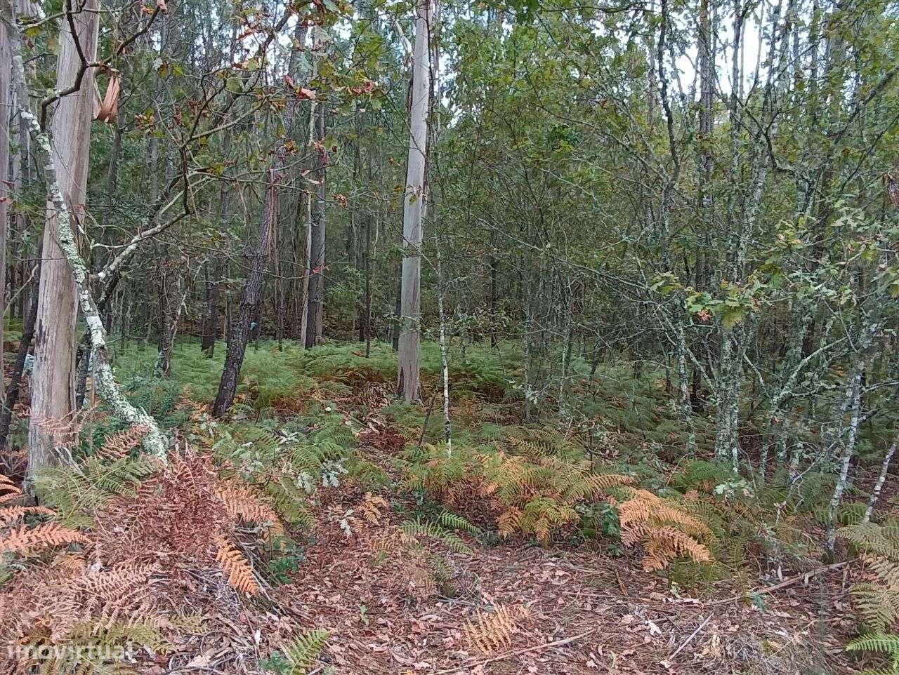 Pinhal – Oliveira de Frades - Grande imagem: 5/11