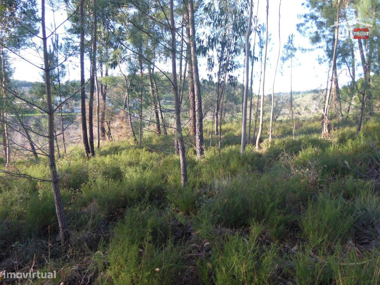Terreno com Pinheiros e Eucaliptos, Ourém, Olival - Grande imagem: 2/2