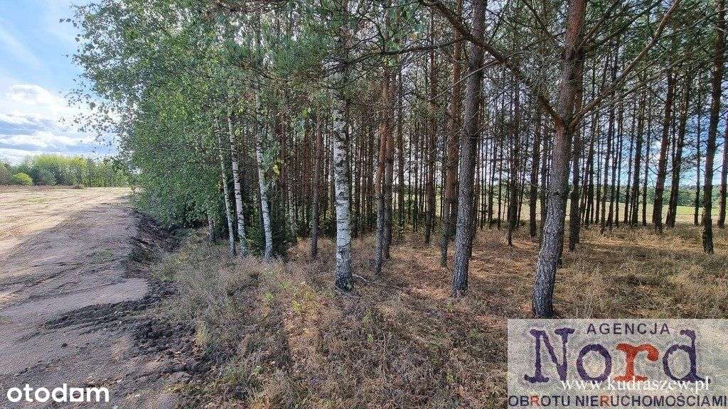 Działka z linią brzegową 66 M jeziora Dąbiel-8