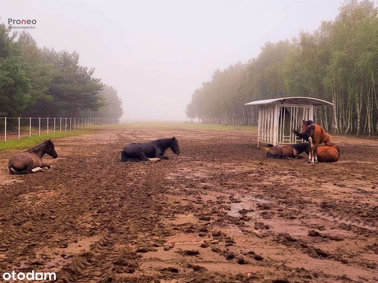 Niezwykła posiadłość z potencjałem biznesowym-19