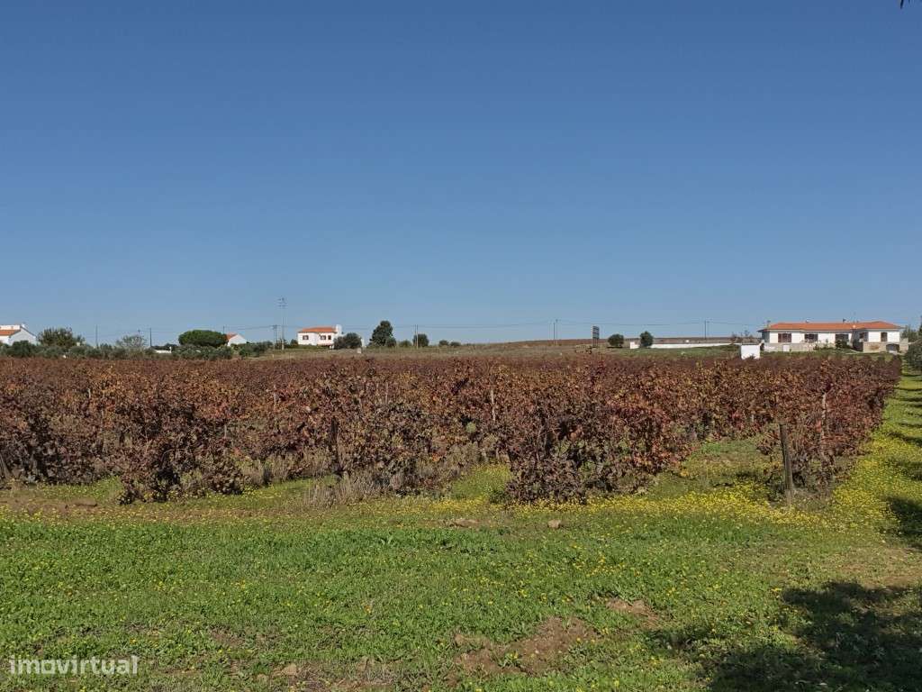 Terreno com 3,6 ha de vinha em Reguengos de Monsaraz - Grande imagem: 2/9