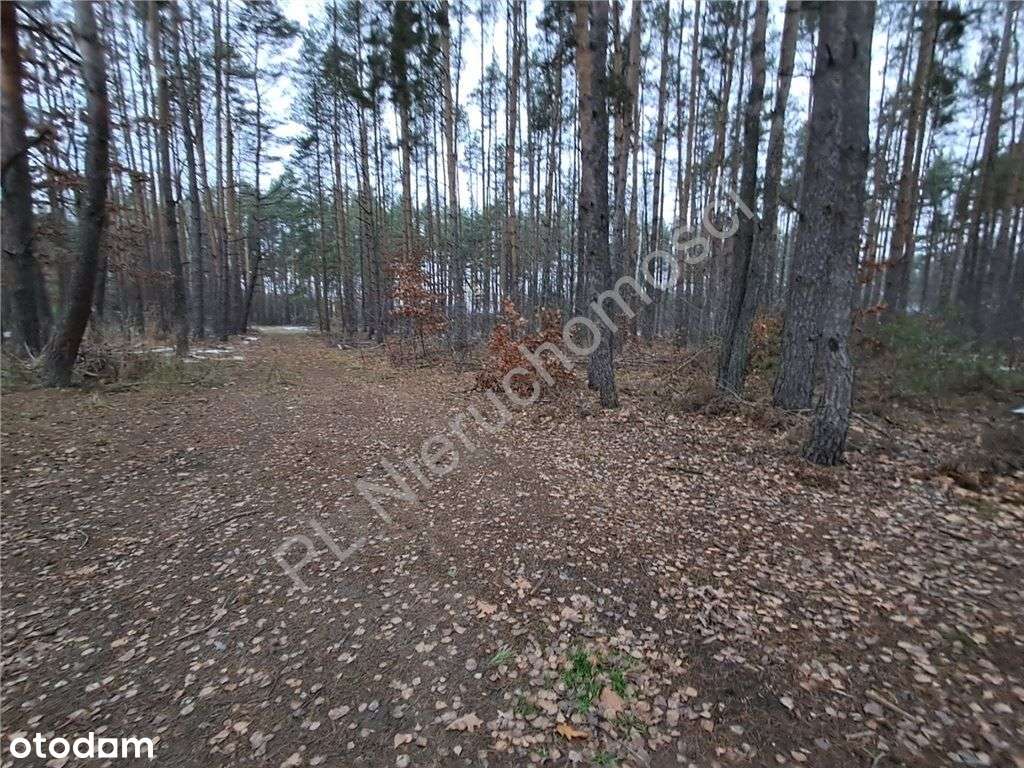 Na sprzedaż działka w otoczeniu lasu - Pełny obrazek: 4/4