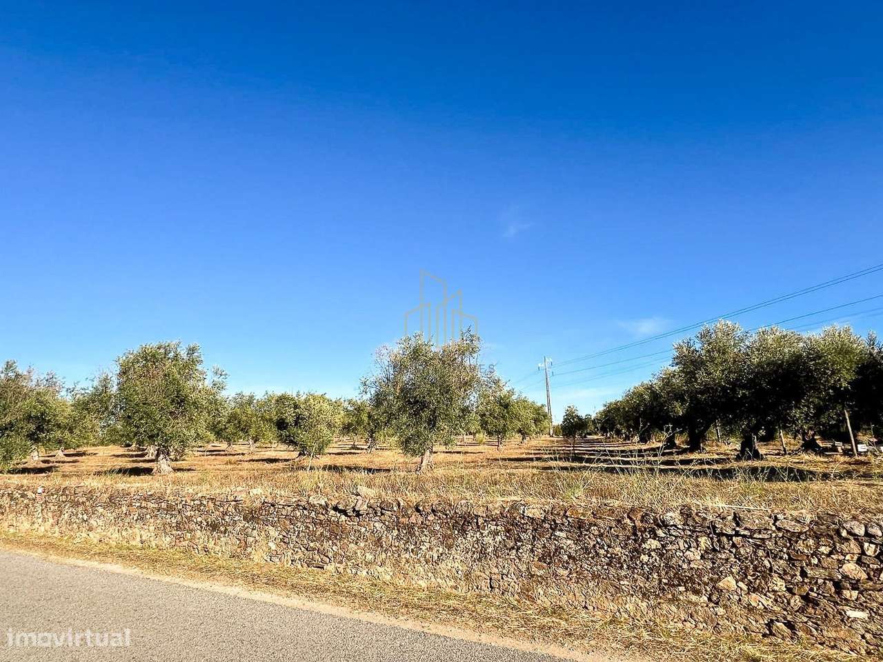 Terreno com ruína, 300 oliveiras e árvores de fruto – Estrada das V... - Grande imagem: 5/9