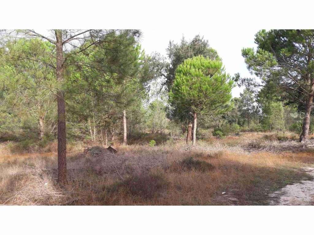 Herdade Rio Frio - Olho Cinzeiro - Grande imagem: 3/4