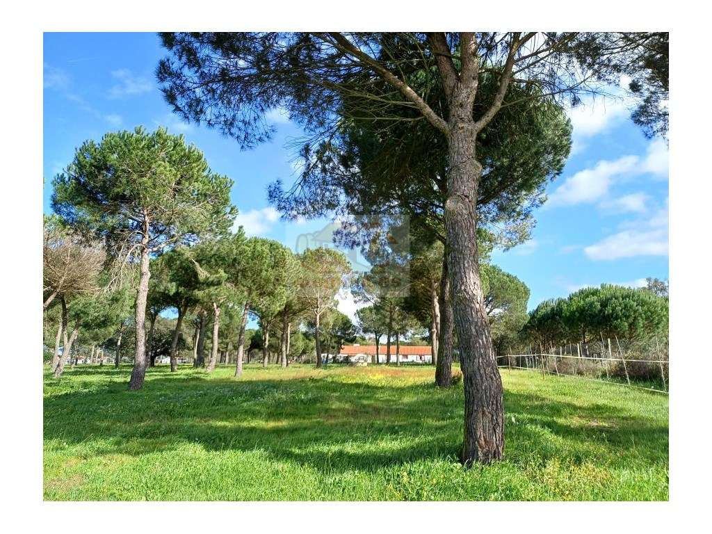 Quinta com casa e pinhal em Grândola! - Grande imagem: 3/11